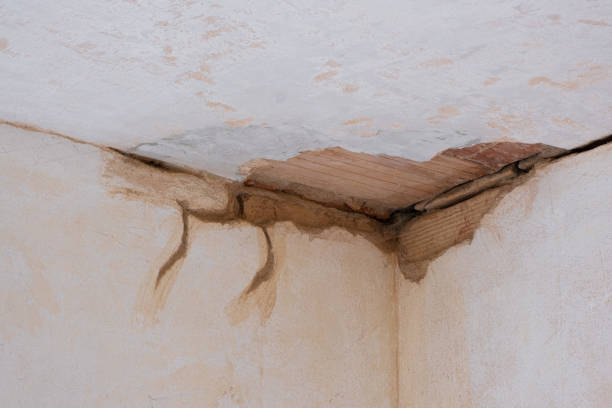 Best Mold removal after water damage  in Shady Hills, FL