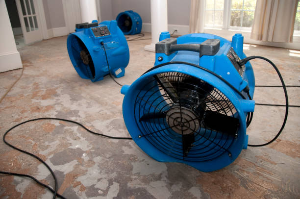 Best Professional water damage repair  in Shady Hills, FL
